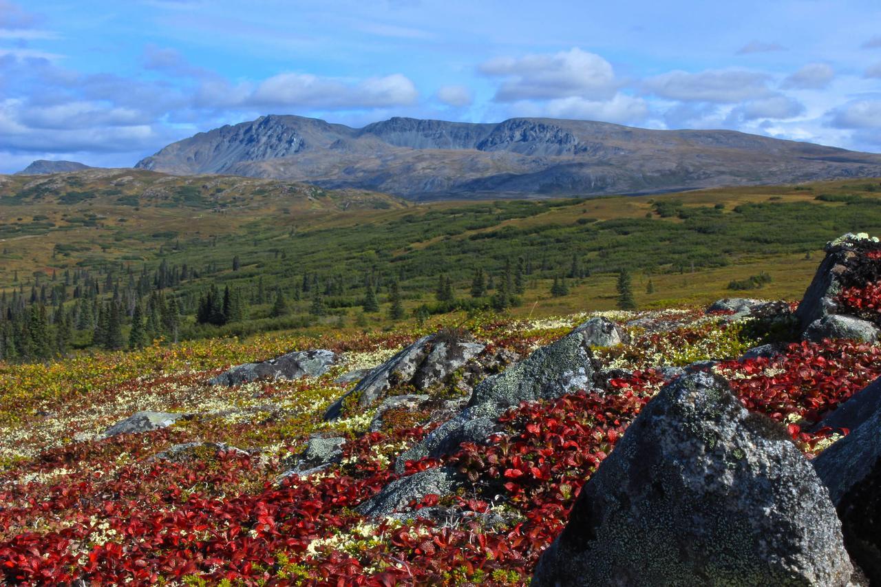 Caribou Lodge Alaska 탈키트나 외부 사진
