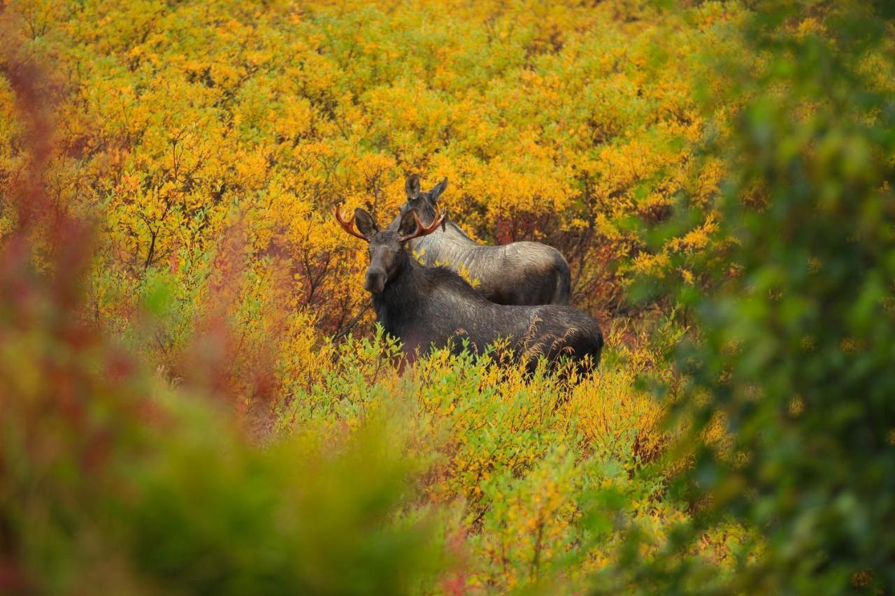 Caribou Lodge Alaska 탈키트나 외부 사진
