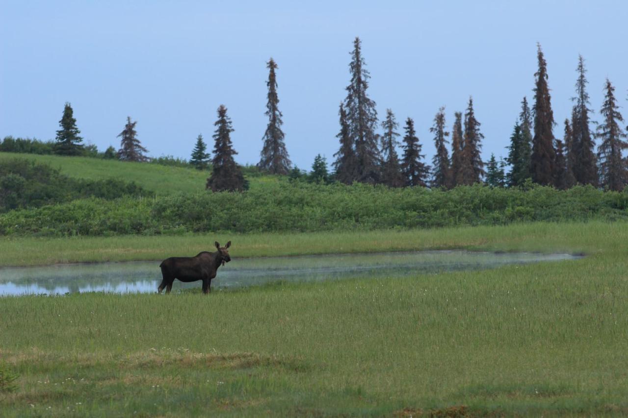 Caribou Lodge Alaska 탈키트나 외부 사진